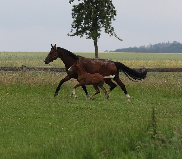 Duke of Medingen (Danone I x Fidertanz x De Niro)